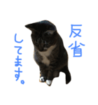 愛猫トラさん 2（個別スタンプ：6）