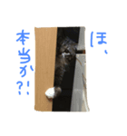愛猫トラさん 2（個別スタンプ：7）