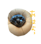 愛猫トラさん 2（個別スタンプ：8）