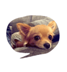 love love dog..（個別スタンプ：1）