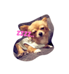 love love dog..（個別スタンプ：5）