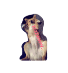 love love dog..（個別スタンプ：6）