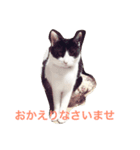 NekonoFU（個別スタンプ：1）