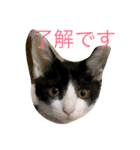 NekonoFU（個別スタンプ：3）