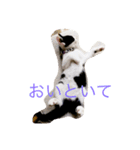 NekonoFU（個別スタンプ：4）