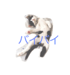 NekonoFU（個別スタンプ：5）