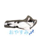 NekonoFU（個別スタンプ：6）