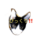NekonoFU（個別スタンプ：7）