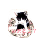 NekonoFU（個別スタンプ：8）