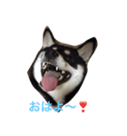 黒柴 梅（個別スタンプ：1）