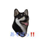 黒柴 梅（個別スタンプ：4）