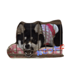 黒柴 梅（個別スタンプ：8）
