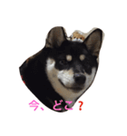 黒柴 梅（個別スタンプ：13）