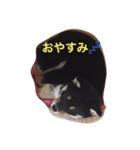 黒柴 梅（個別スタンプ：15）