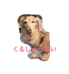 もものたのしい毎日（個別スタンプ：1）