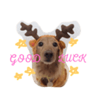 cookiestamp（個別スタンプ：5）