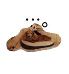 cookiestamp（個別スタンプ：13）
