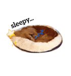 cookiestamp（個別スタンプ：16）