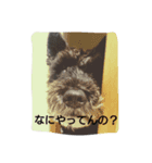 カールンルン（個別スタンプ：16）