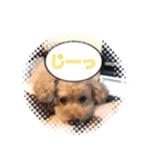 トイプーのクウ！（個別スタンプ：1）