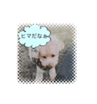 トイプーのクウ！（個別スタンプ：5）