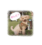 トイプーのクウ！（個別スタンプ：8）