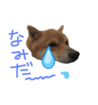 マメシバ チロたんの毎日（個別スタンプ：7）
