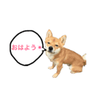 マメシバ チロたんの毎日（個別スタンプ：8）