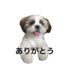 マルシーズーのハロ（個別スタンプ：11）