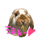 ぱぴこの毎日。（個別スタンプ：1）