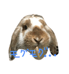ぱぴこの毎日。（個別スタンプ：3）