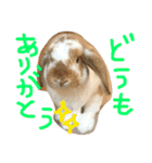 ぱぴこの毎日。（個別スタンプ：5）