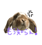 ぱぴこの毎日。（個別スタンプ：6）