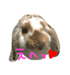 ぱぴこの毎日。（個別スタンプ：10）