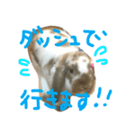 ぱぴこの毎日。（個別スタンプ：13）