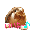 ぱぴこの毎日。（個別スタンプ：14）