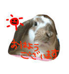 ぱぴこの毎日。（個別スタンプ：15）