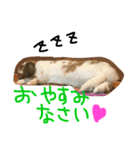 ぱぴこの毎日。（個別スタンプ：16）