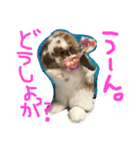 ぱぴこの毎日。（個別スタンプ：17）