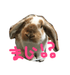 ぱぴこの毎日。（個別スタンプ：18）