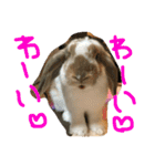 ぱぴこの毎日。（個別スタンプ：20）