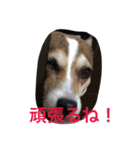 少しの方言のみるくるみ（個別スタンプ：5）