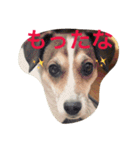 少しの方言のみるくるみ（個別スタンプ：6）