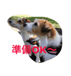 少しの方言のみるくるみ（個別スタンプ：8）