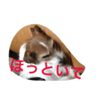 少しの方言のみるくるみ（個別スタンプ：10）