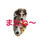 少しの方言のみるくるみ（個別スタンプ：14）