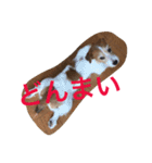 少しの方言のみるくるみ（個別スタンプ：16）