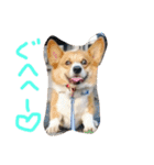 コーギー大好き6（個別スタンプ：1）