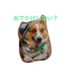 コーギー大好き6（個別スタンプ：2）