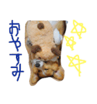 コーギー大好き6（個別スタンプ：3）